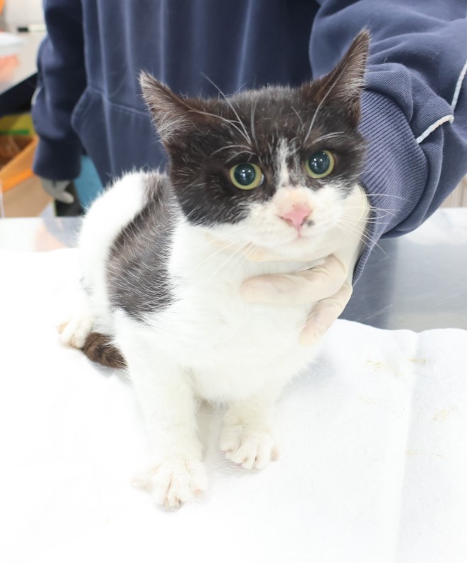 [고양이] 한국 고양이 제주-제주-2025-00485 유기동물 배경 이미지 입니다.
